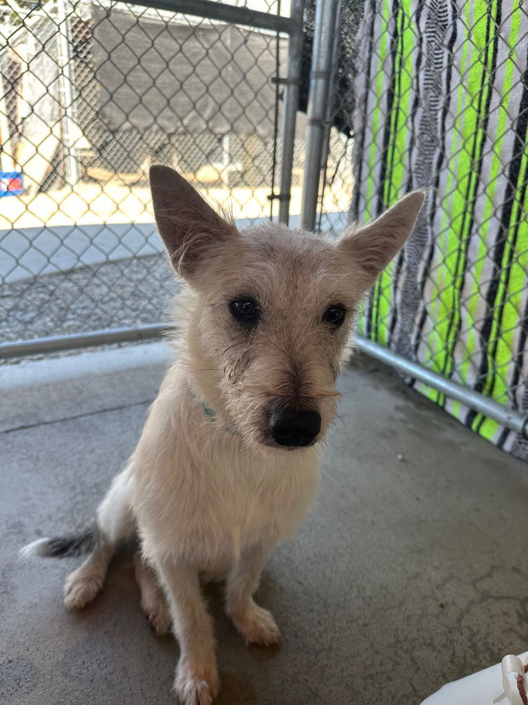 adoptable Dog in Emmett, ID named Murphy - Adoption Pending