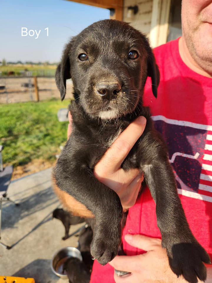 adoptable Dog in Emmett, ID named Puppies (boys/girls)!!!