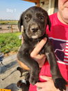 adoptable Dog in , ID named Puppies (boys/girls)!!!