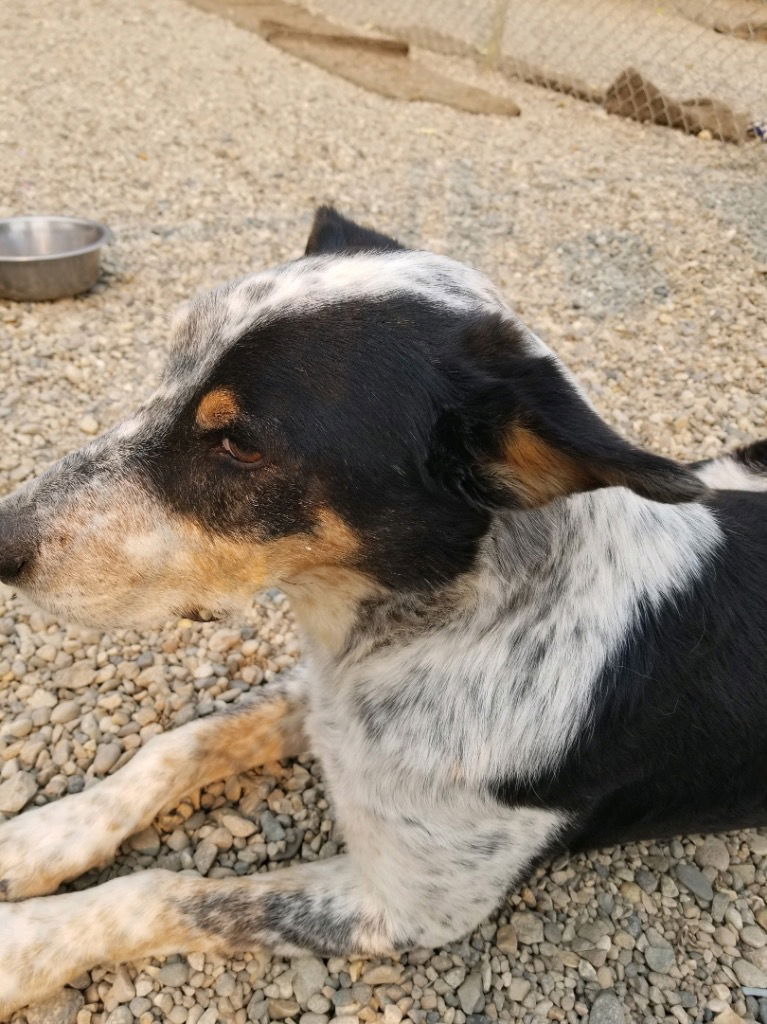 adoptable Dog in Emmett, ID named Dash