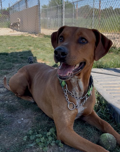picture of the dog needing adoption