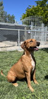 adoptable Dog in emmett, ID named Rita