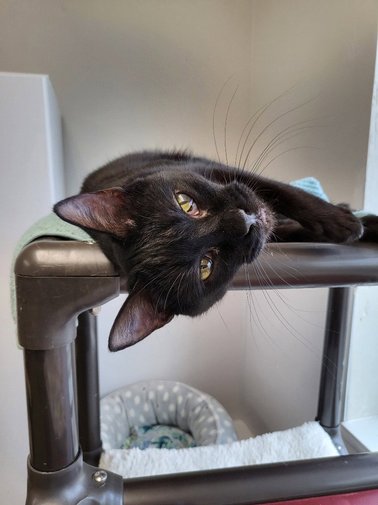 Cinder