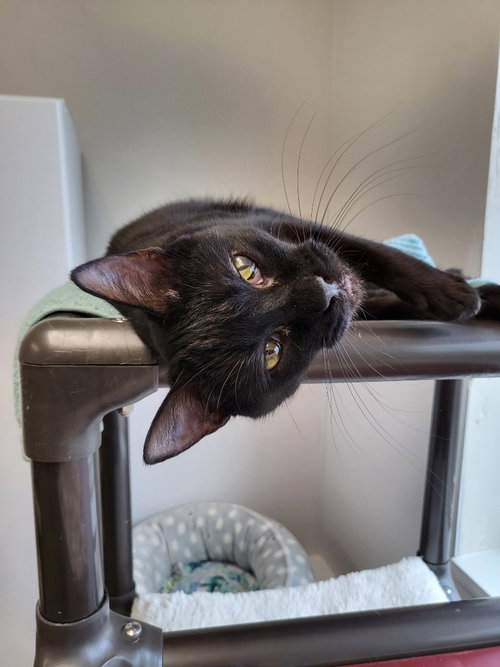 Cinder, Young Domestic Short Hair (short coat), cat for adoption in Nampa, Idaho