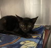 adoptable Cat in , ID named Cinder - In Foster