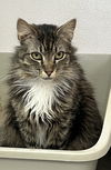 adoptable Cat in , ID named Frank