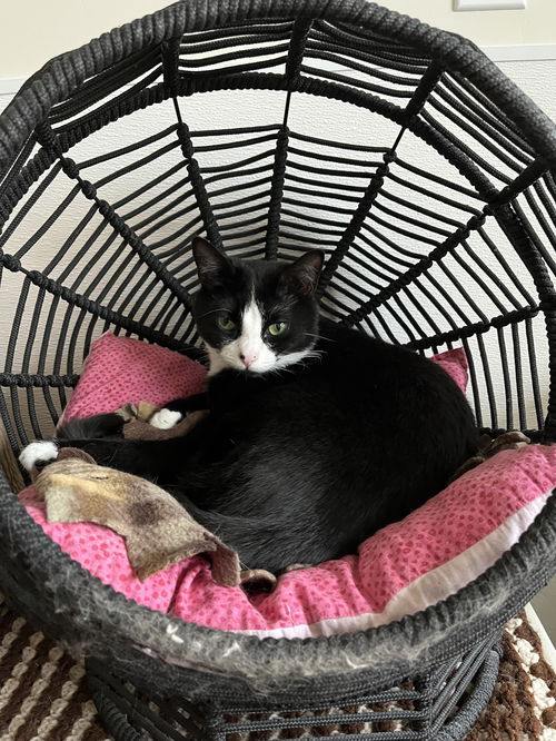 picture of the cat needing adoption