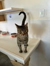 adoptable Cat in emmett, ID named Teddy