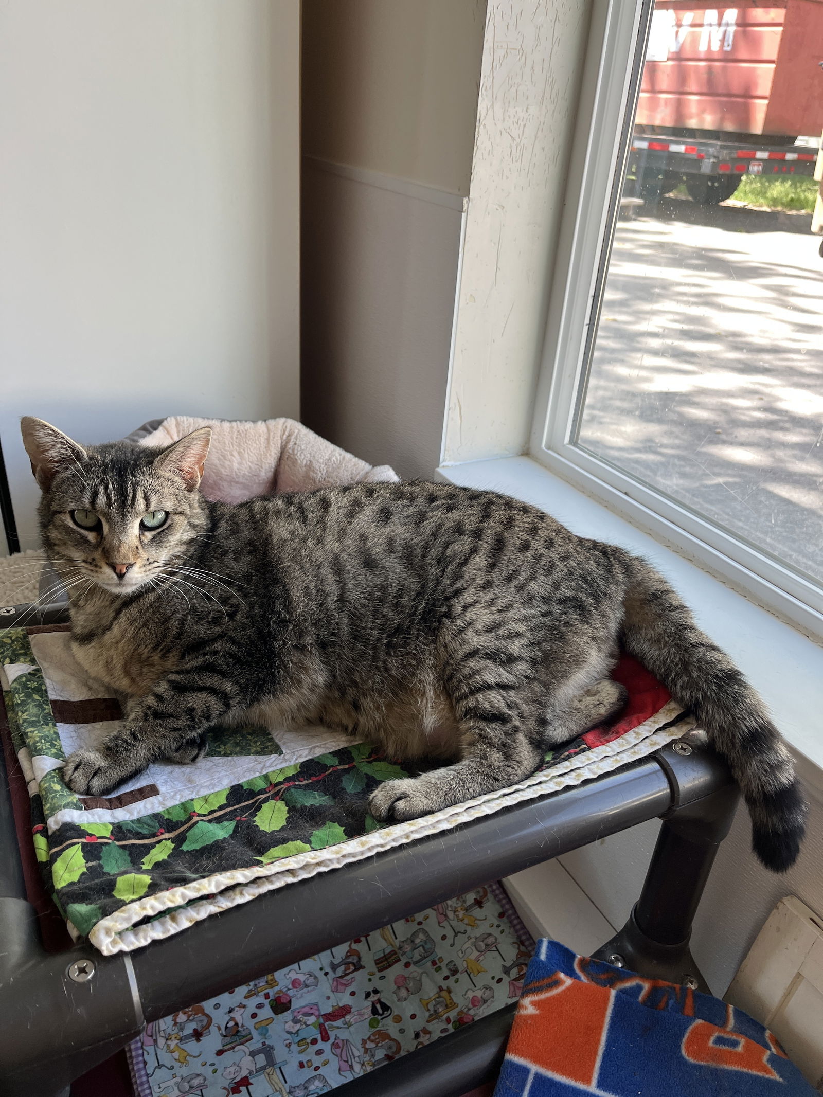 adoptable Cat in Emmett, ID named Valentina aka Tina