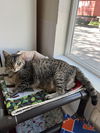 adoptable Cat in emmett, ID named Valentina aka Tina