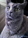 adoptable Cat in , ID named Gabby - In Foster