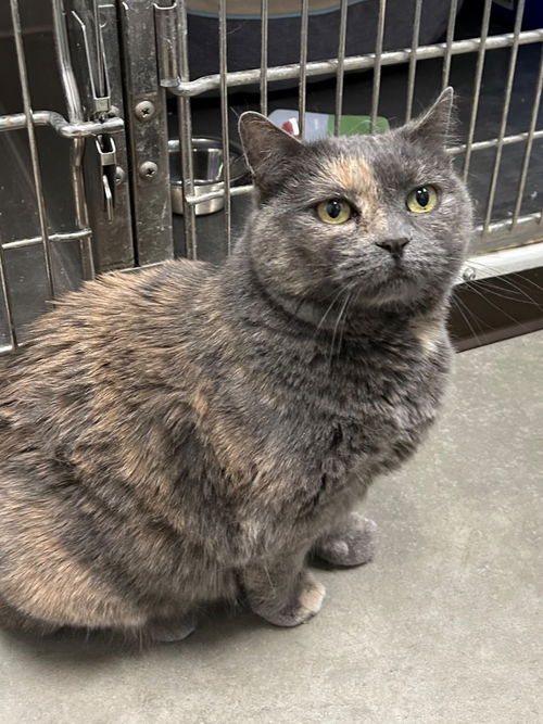 picture of the cat needing adoption