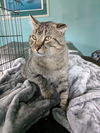 adoptable Cat in , ID named Nip - In Foster