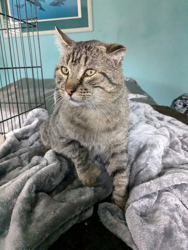 Nip - In Foster