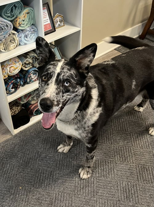 picture of the dog needing adoption