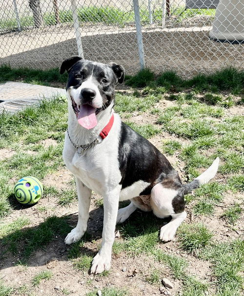picture of the dog needing adoption