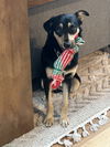 adoptable Dog in , ID named Archie - In Foster