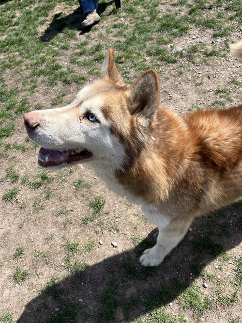 picture of the dog needing adoption