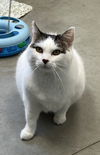adoptable Cat in , ID named Mochie