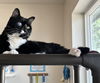 adoptable Cat in , ID named Miss Kitty
