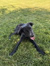 adoptable Dog in , ID named Puppy - Cruise