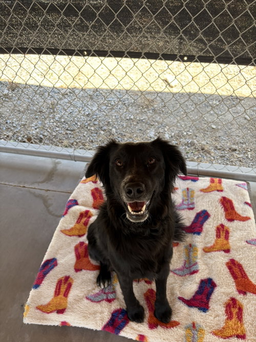 Willy, an adoptable Unknown breed in Emmett, ID