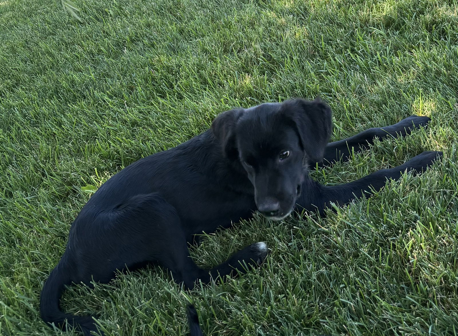 adoptable Dog in Emmett, ID named Puppy - Sawyer