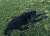 adoptable Dog in , ID named Puppy - Sawyer