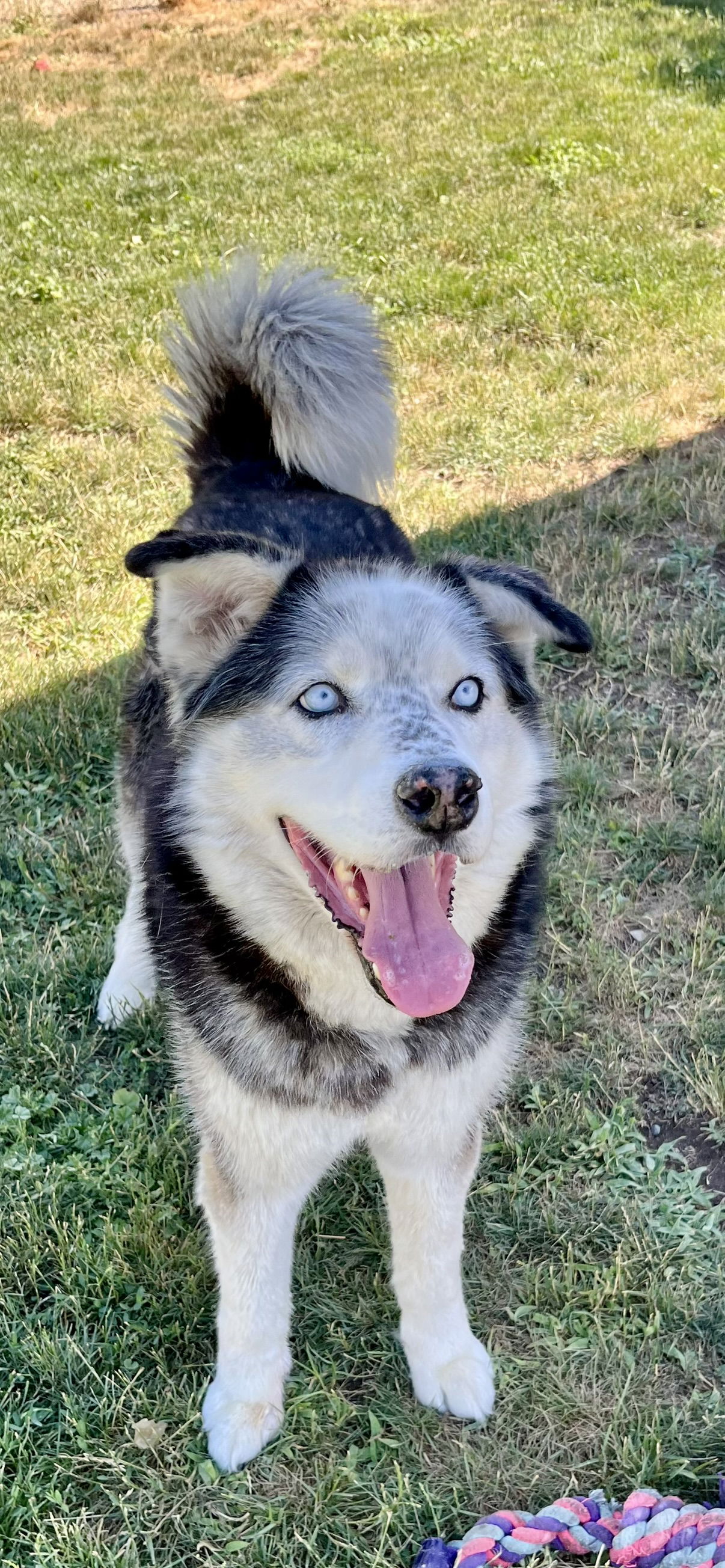 adoptable Dog in Emmett, ID named Bandit
