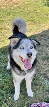adoptable Dog in , ID named Bandit