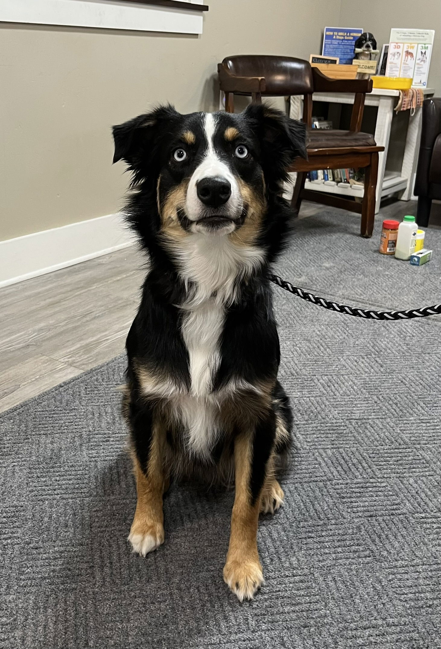 adoptable Dog in Emmett, ID named Buster