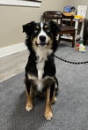 adoptable Dog in  named Buster