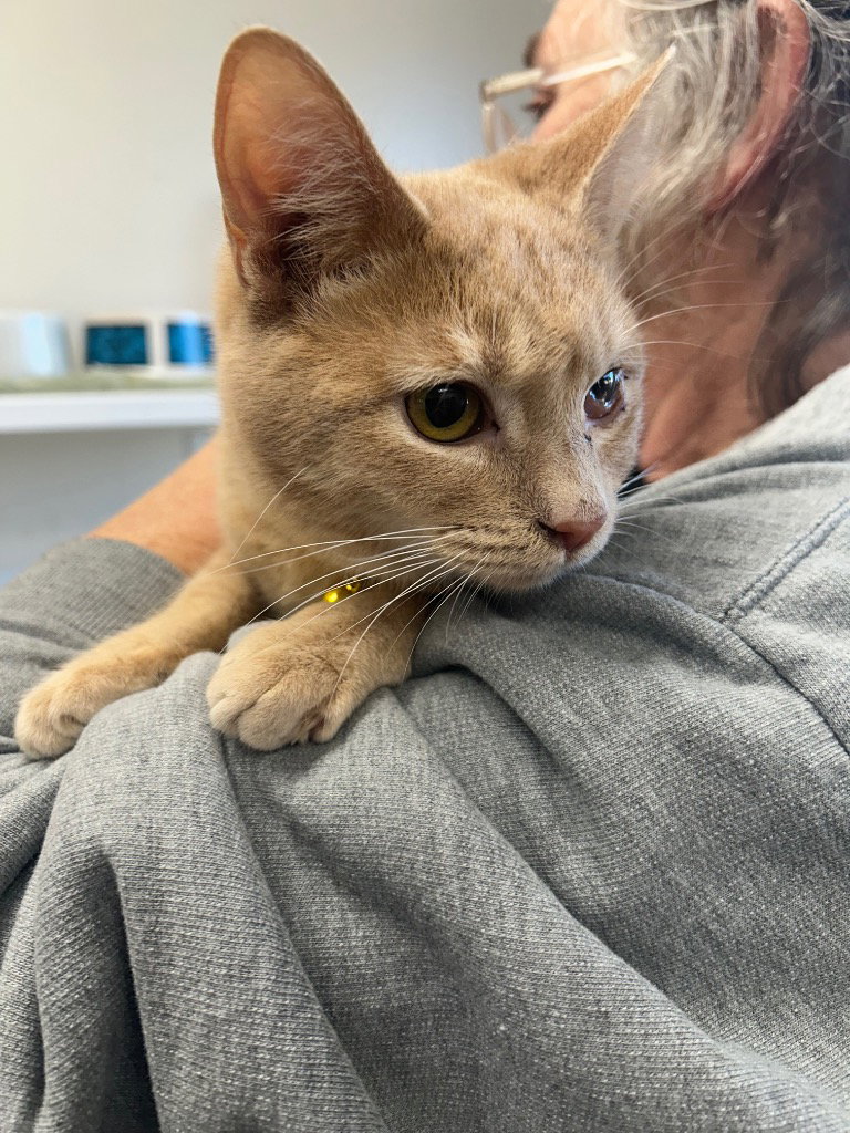 Kitten - Hawkeye