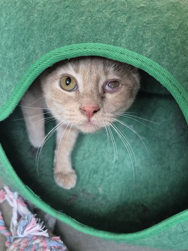 Kitten - Hawkeye