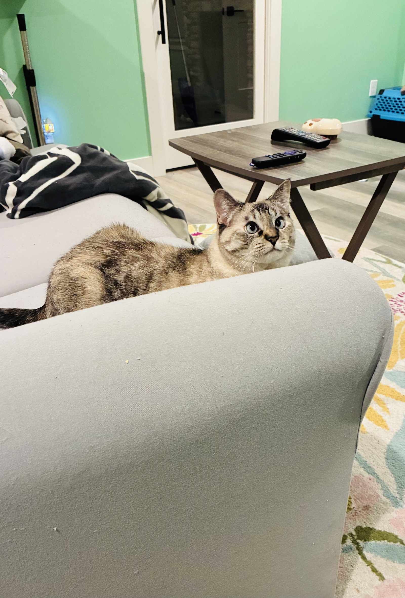 Pearl - In Foster