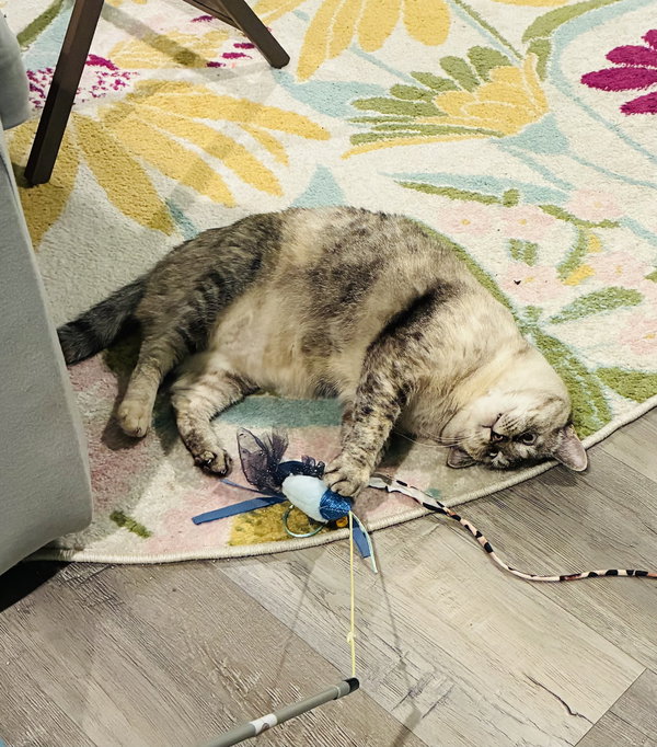 Pearl - In Foster