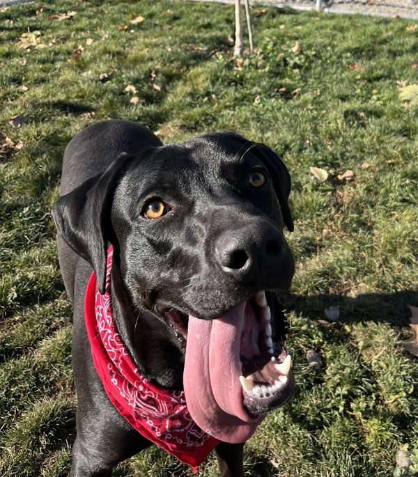 Adoption Pending - Wilbur