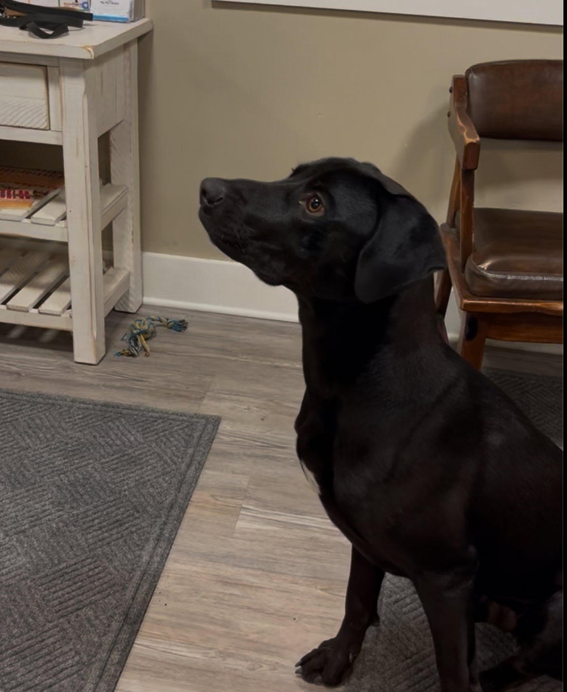 Adoption Pending - Wilbur