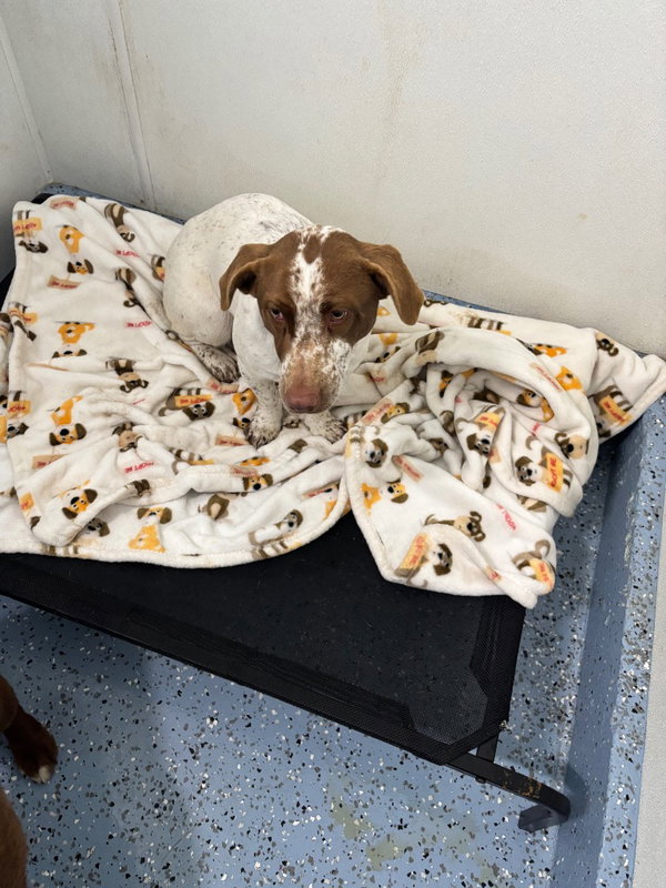 Puppy - Nina - In Foster