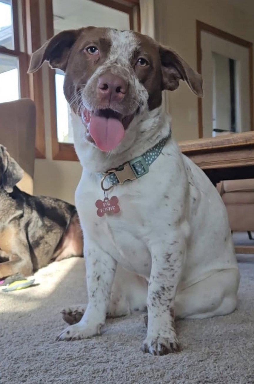 Puppy - Nina - In Foster