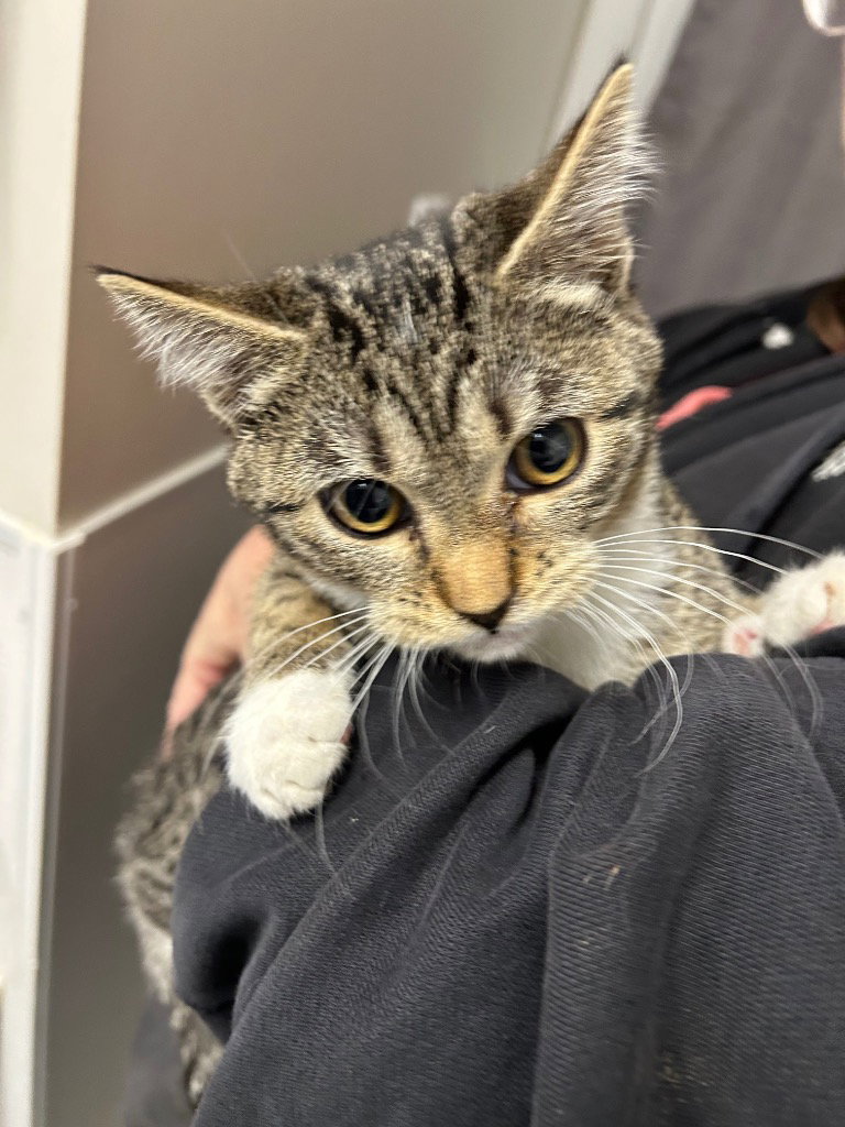 Kitten - Jazzy