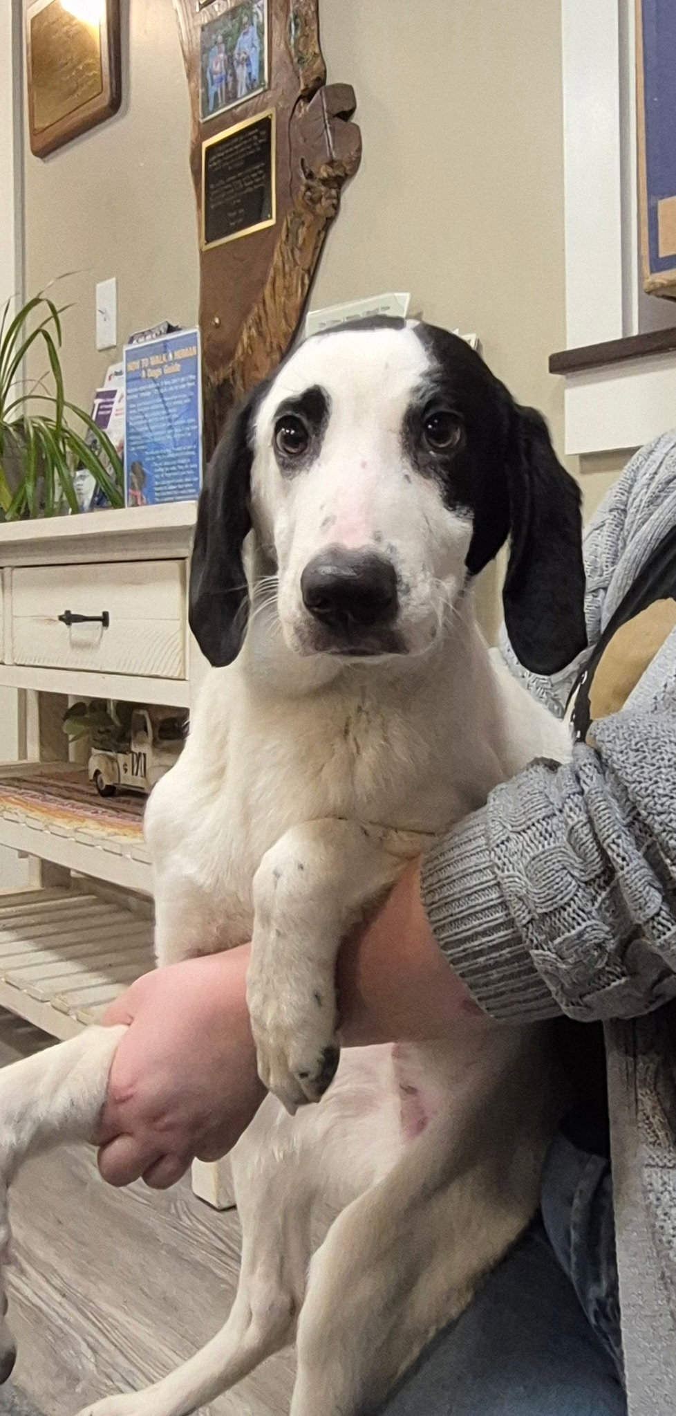 Adoption Pending - Lewis
