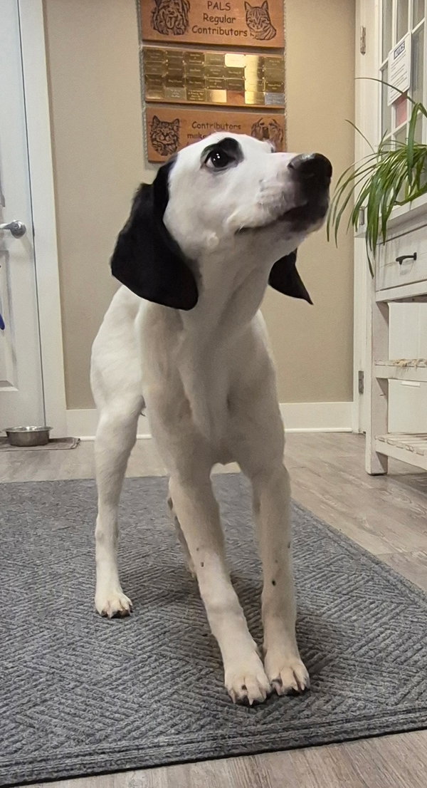 Adoption Pending - Lewis