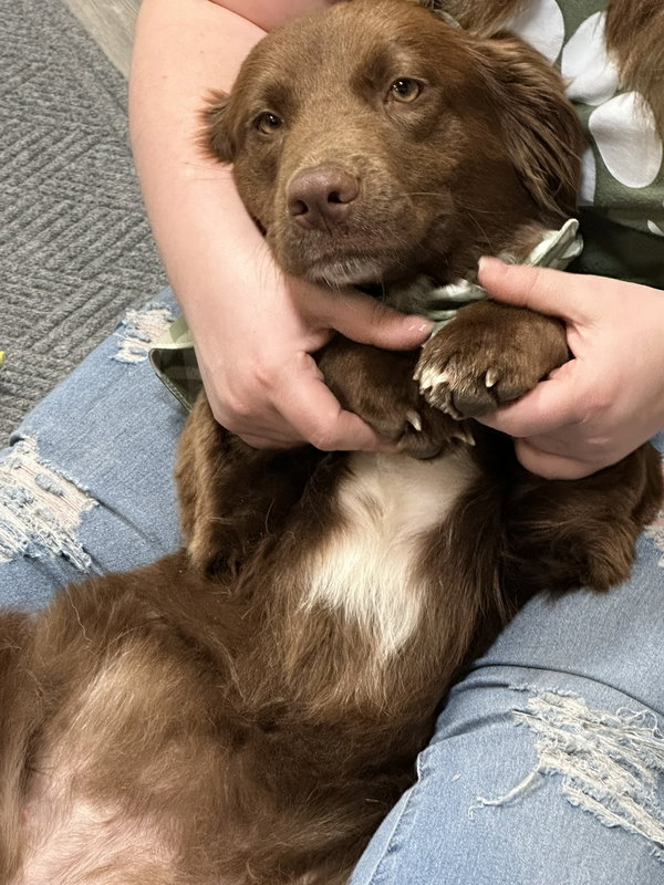 Adoption Pending - Ruby