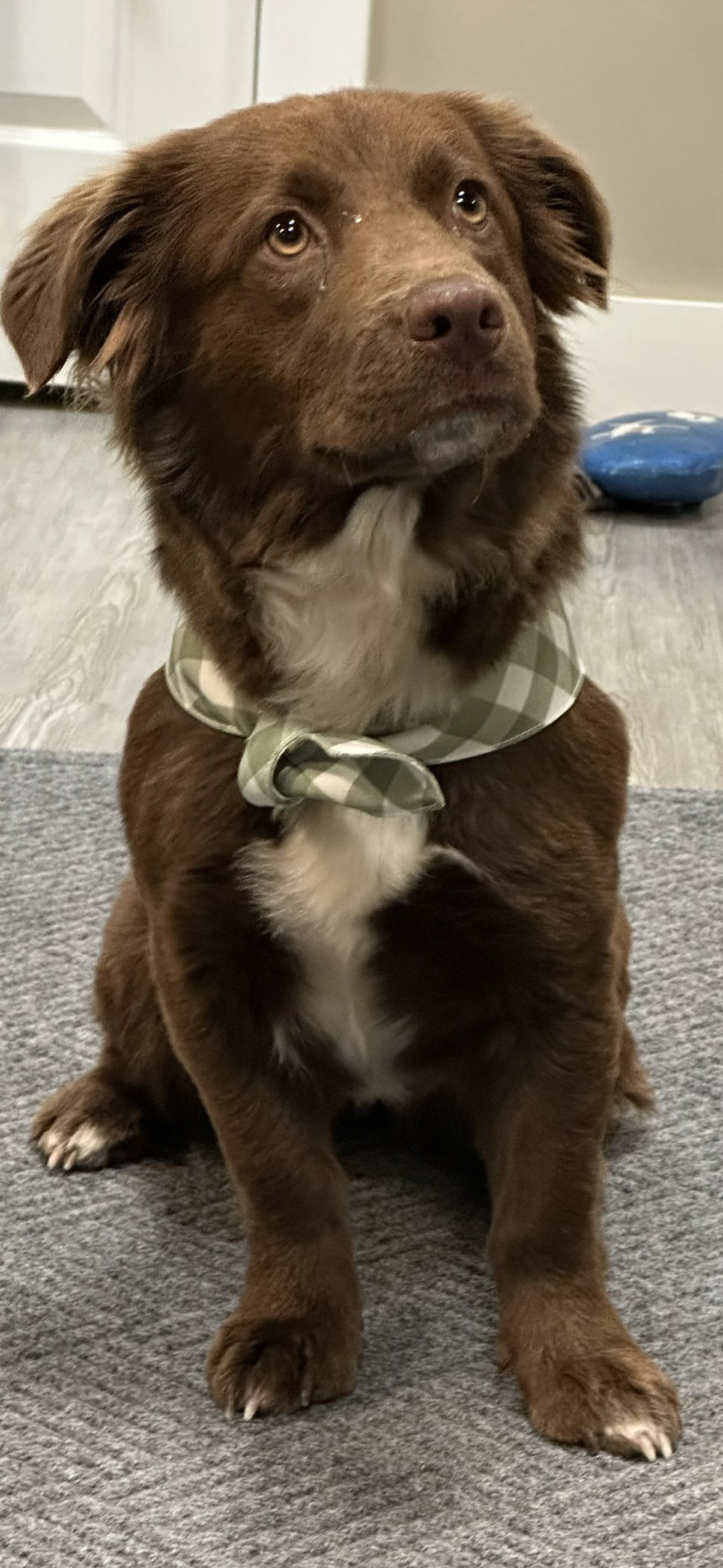 Adoption Pending - Ruby