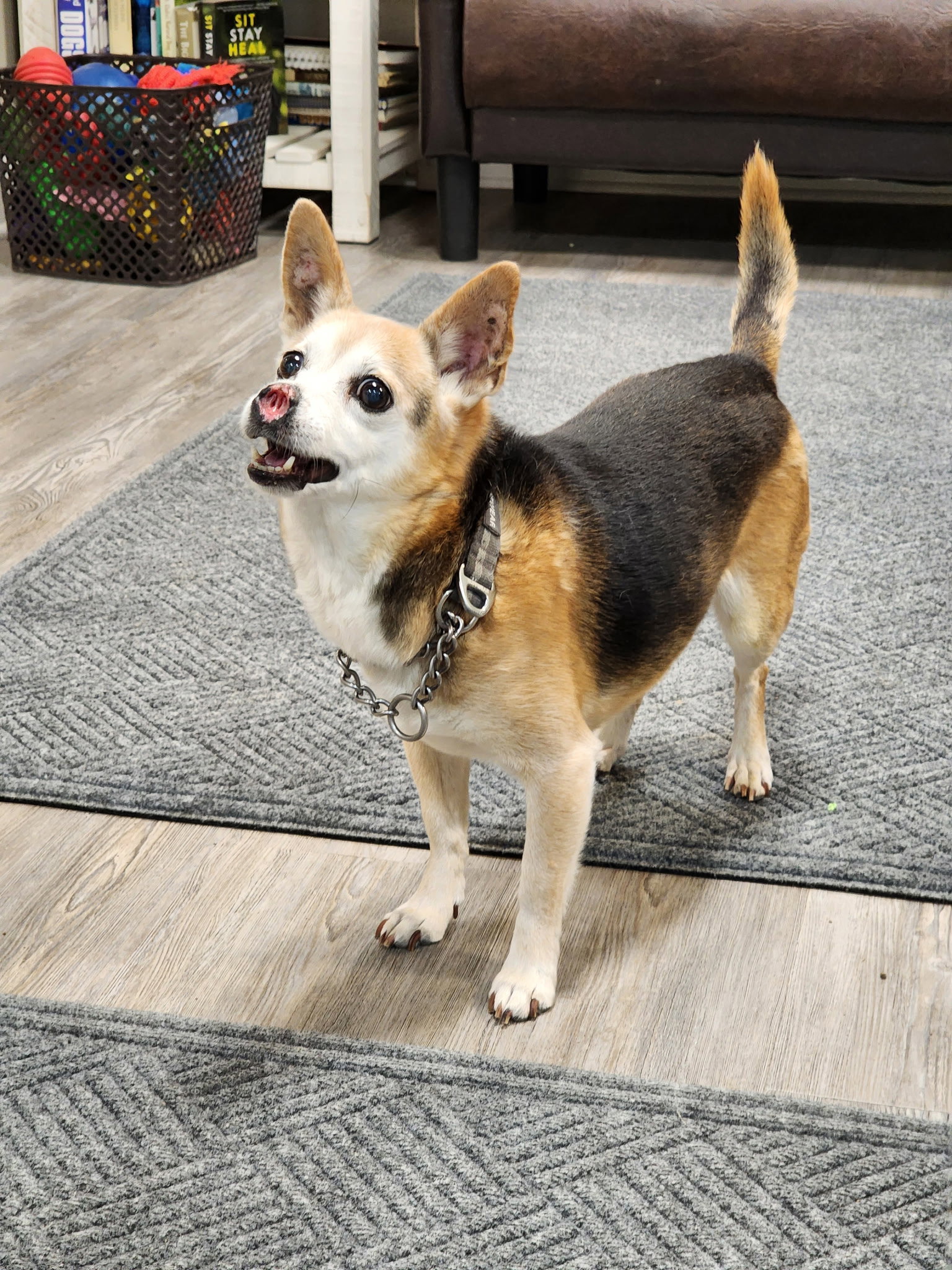 Adoption Pending - Giggles