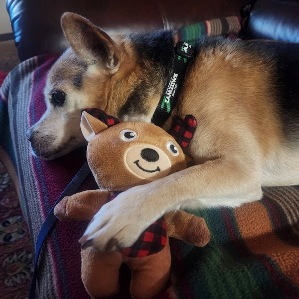 Adoption Pending - Giggles