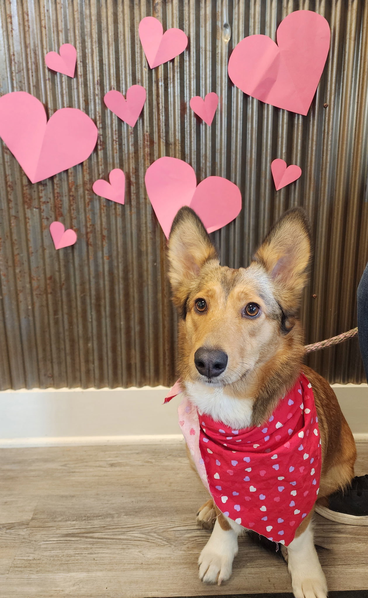 Adoption Pending - Kai