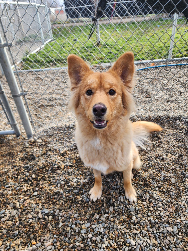 Adoption Pending - Ginger