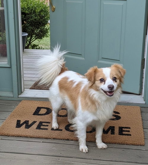 Adoption Pending - Dorito, an adoptable Papillon in Emmett, ID